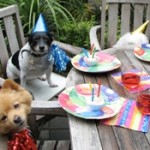 Doggy party 2